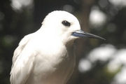 White Tern (Gygis alba)